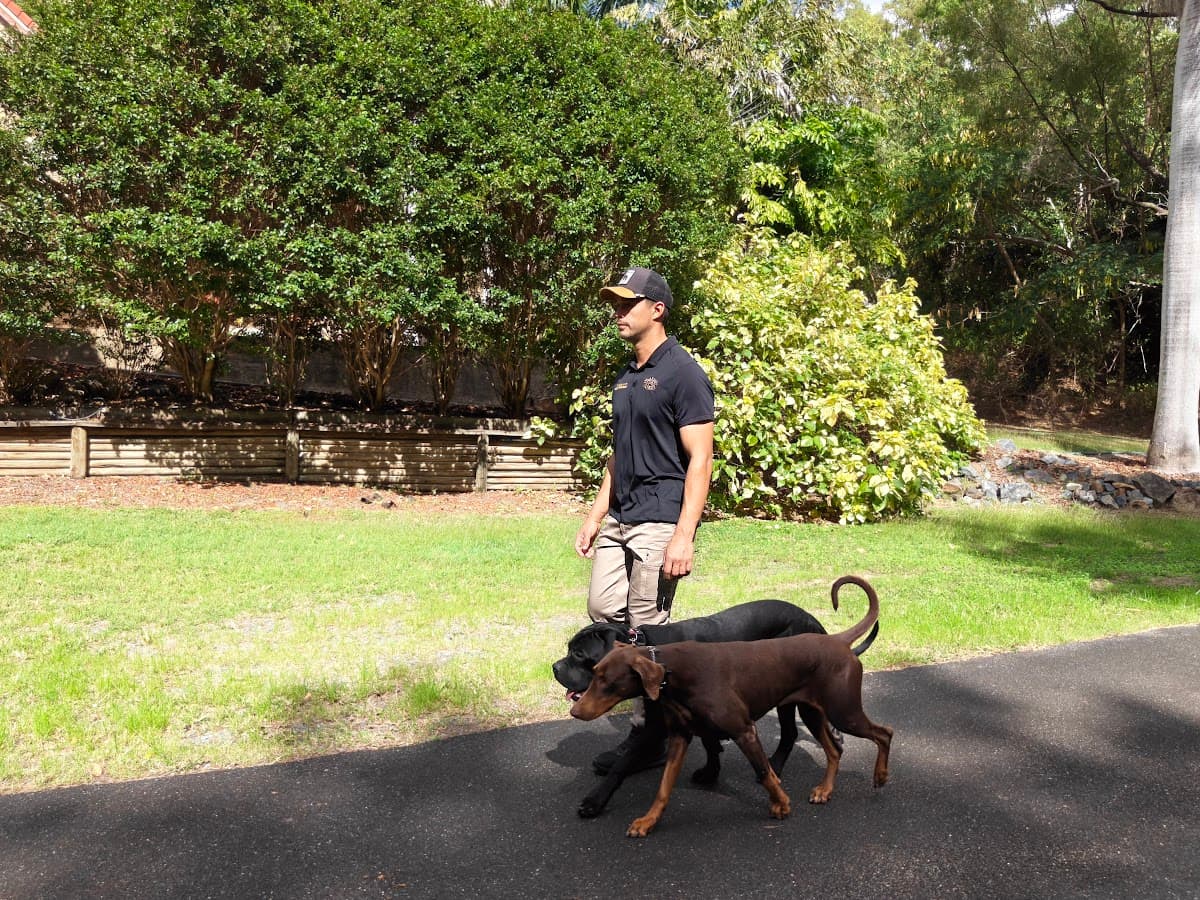 Tyler walking two dogs on a loose lead along a quiet street