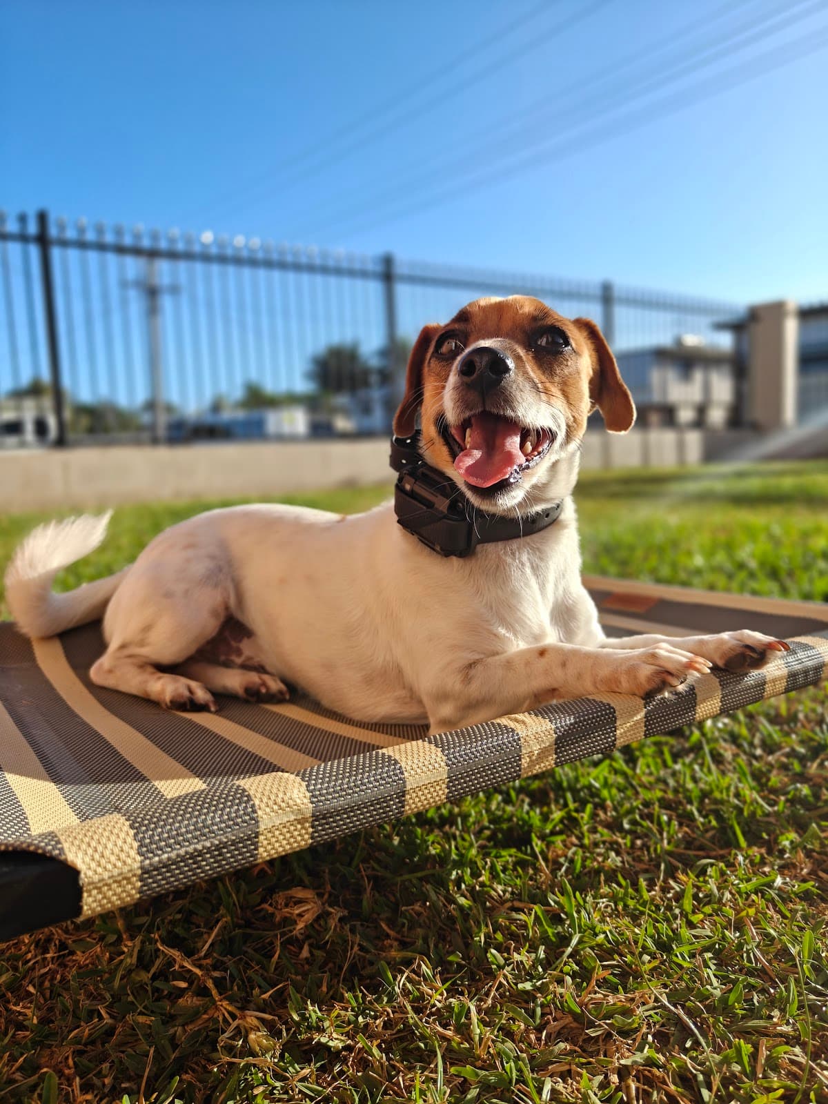 Jack Russell holding place on a raised bed outdoors