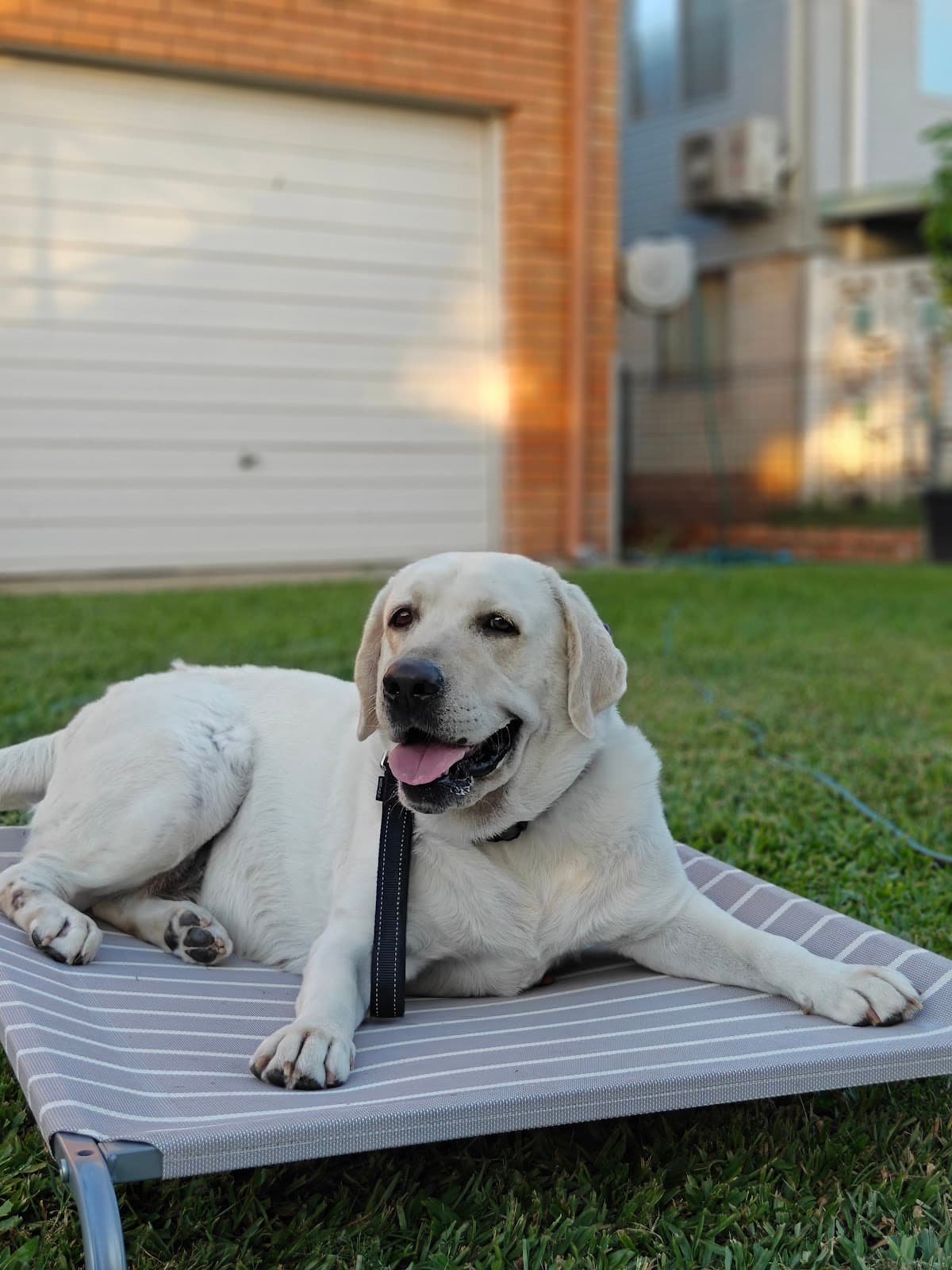 Labrador holding place on a raised bed in evening light